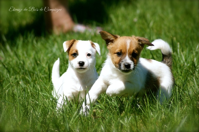 du Bois de Compiègne - Jack Russell Terrier - Portée née le 05/03/2015