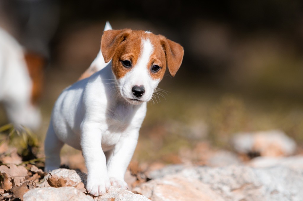 du Bois de Compiègne - Jack Russell Terrier - Portée née le 13/10/2021