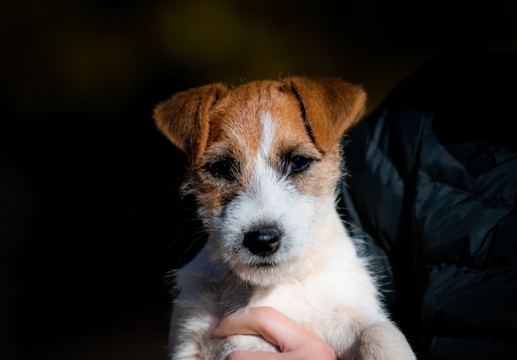 du Bois de Compiègne - Jack Russell Terrier - Portée née le 25/08/2022