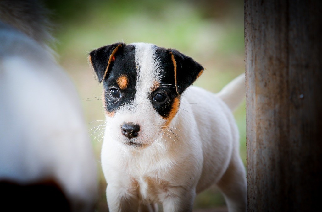 du Bois de Compiègne - Jack Russell Terrier - Portée née le 30/08/2018