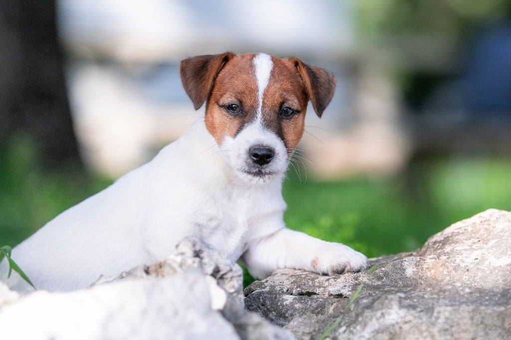 du Bois de Compiègne - Jack Russell Terrier - Portée née le 21/08/2024