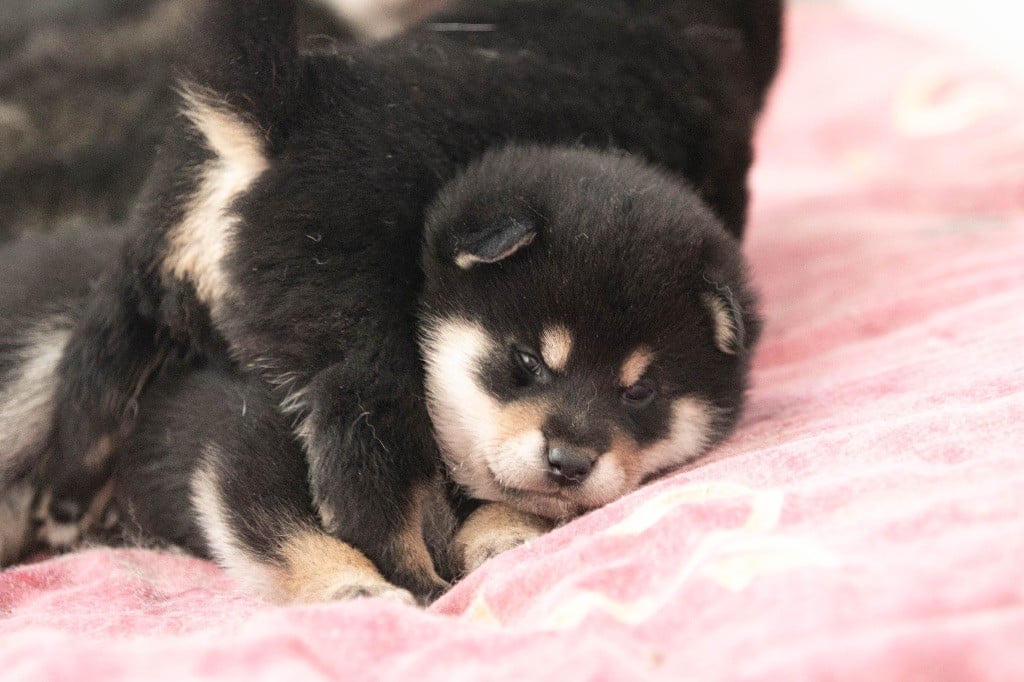 du Bois de Compiègne - Chiots disponibles - Shiba