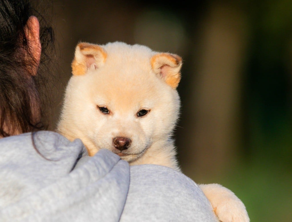 du Bois de Compiègne - Chiots disponibles - Shiba