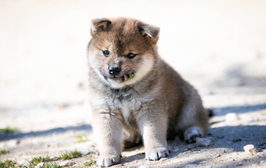 du Bois de Compiègne - Chiots disponibles - Shiba