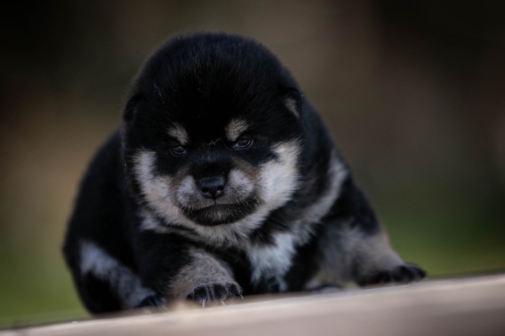 du Bois de Compiègne - Shiba - Portée née le 15/12/2019