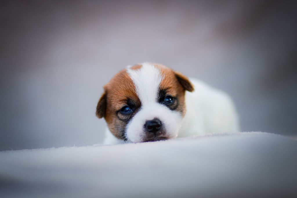 du Bois de Compiègne - Jack Russell Terrier - Portée née le 13/07/2018