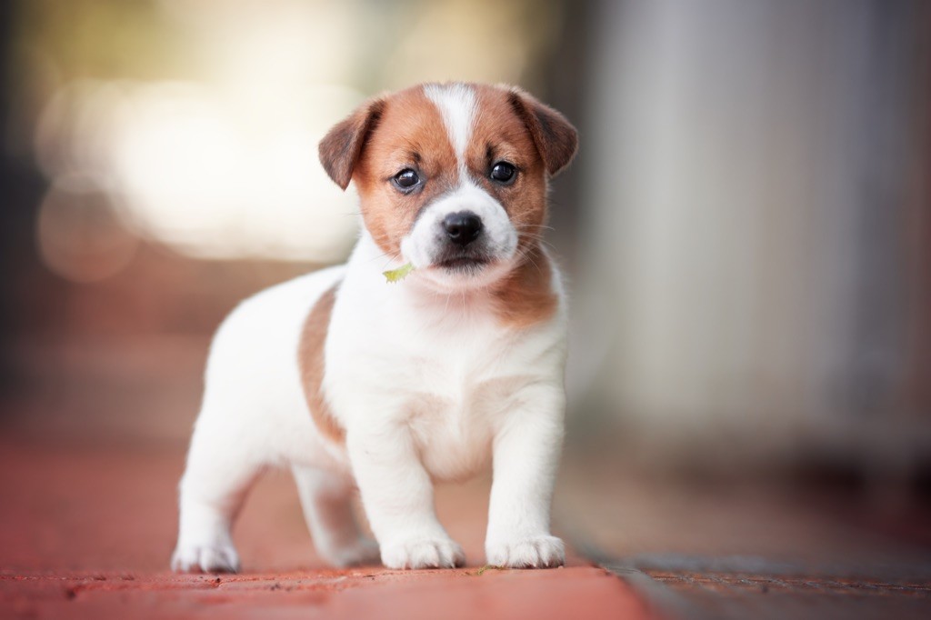 du Bois de Compiègne - Jack Russell Terrier - Portée née le 16/08/2019