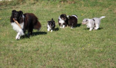 Du Clan De Briga - Chiots shetland à grande disposition travail!