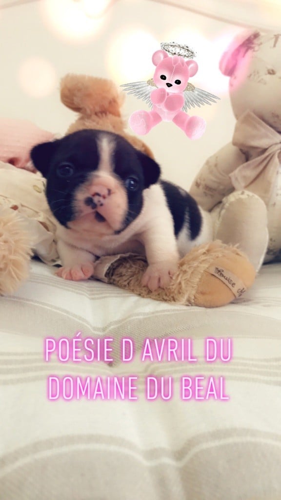 Du Domaine Du Béal - Chiots disponibles - Bouledogue français