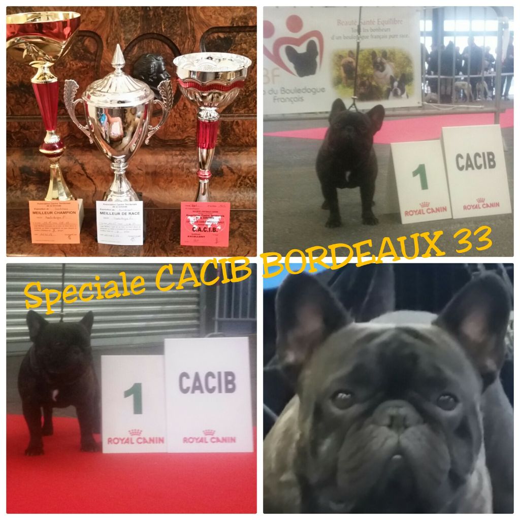 CACIB ET MEILLEUR DE RACE pour LOVE ME à BORDEAUX 33