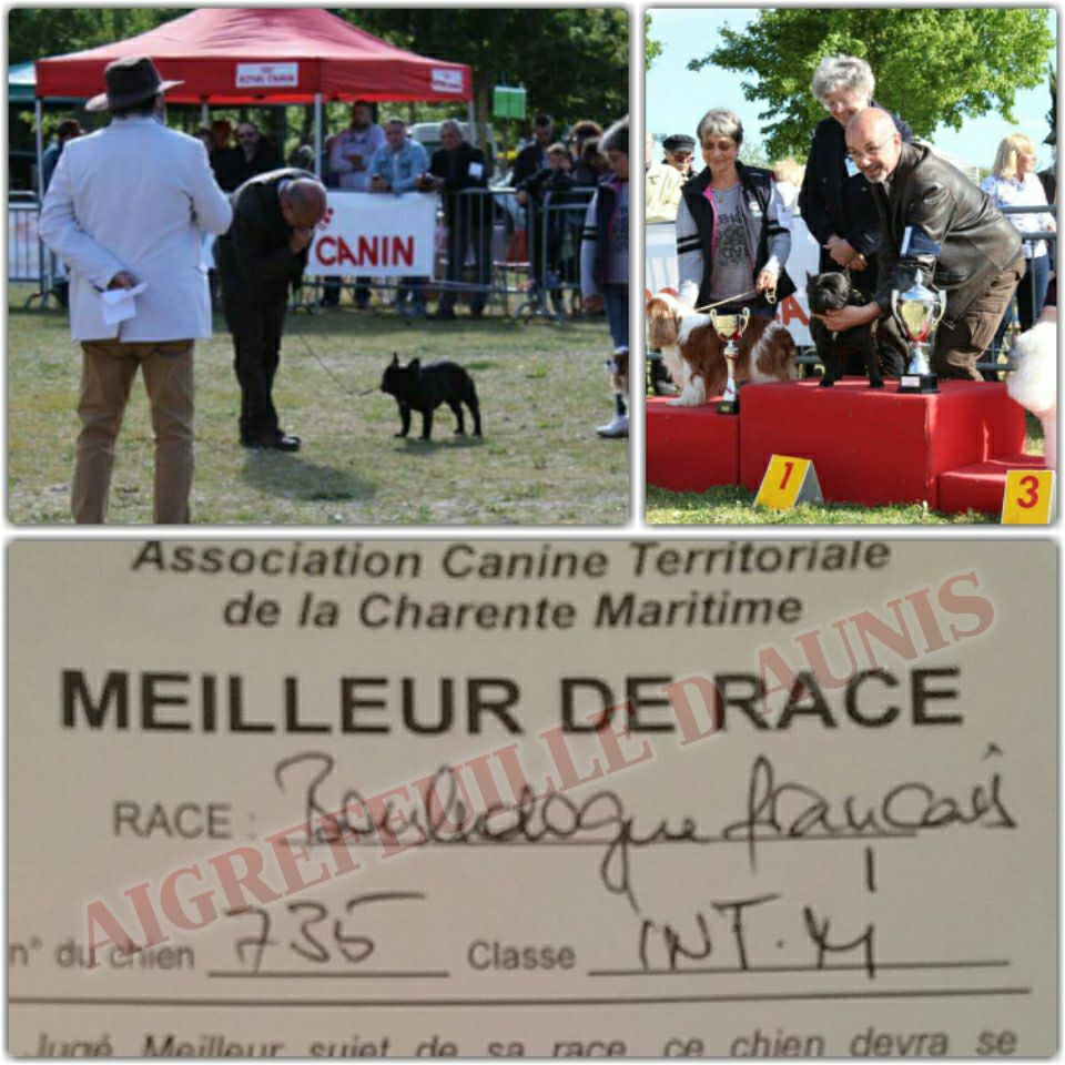 Des Jardins Du Roy Henry - BEST IN SHOW AIGREFEUILLE D AUNIS 