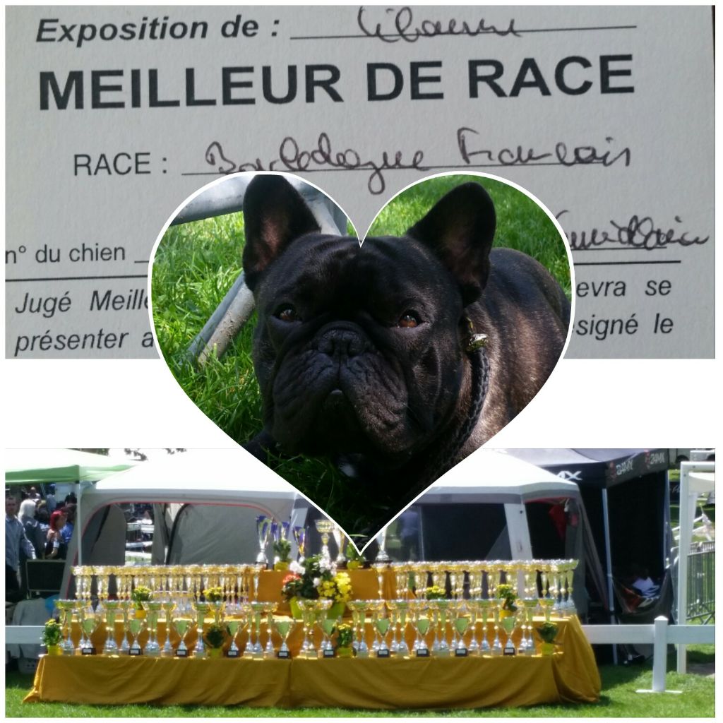 Des Jardins Du Roy Henry -         8ème MEILLEUR DE RACE  À LIBOURNE 33