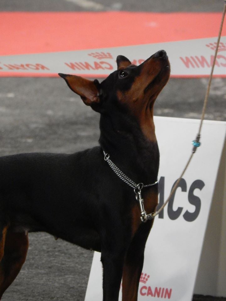 Nationale élevage & Spéciale de race 2019 Poitier  