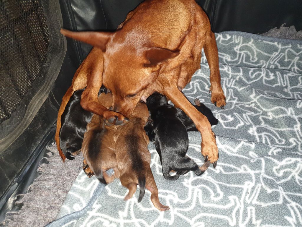 Des Doux Poilus - Pinscher nain - Portée née le 19/08/2019