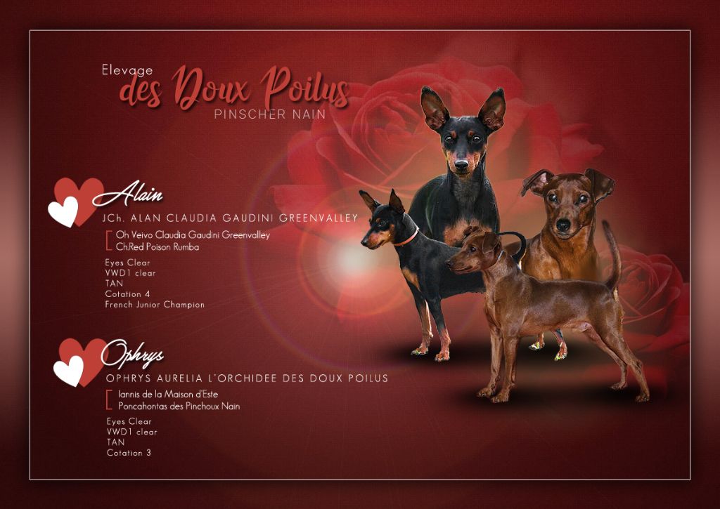 Des Doux Poilus - Pinscher nain - Portée née le 18/02/2022