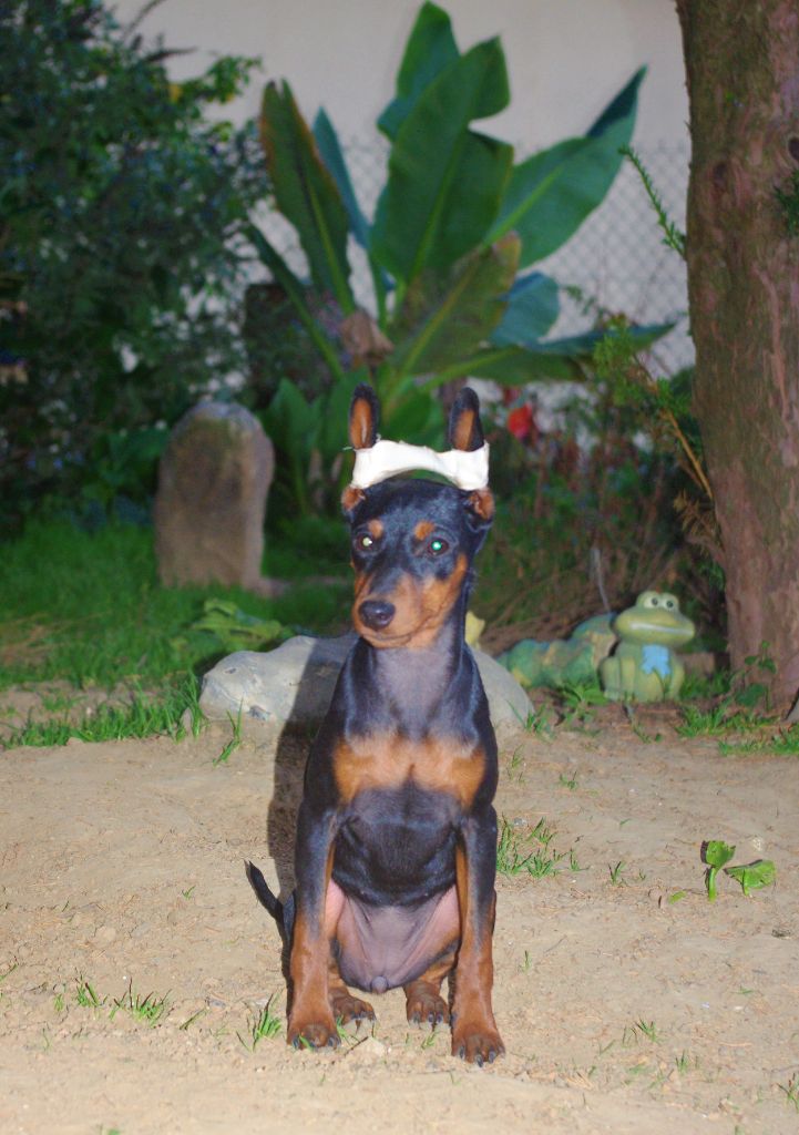 Des Doux Poilus - Pinscher nain - Portée née le 28/04/2018