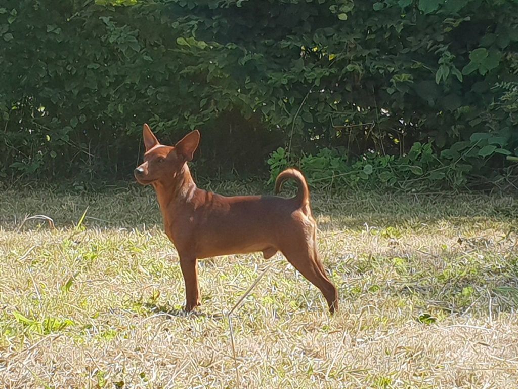 Des Doux Poilus - Pinscher nain - Portée née le 23/12/2015