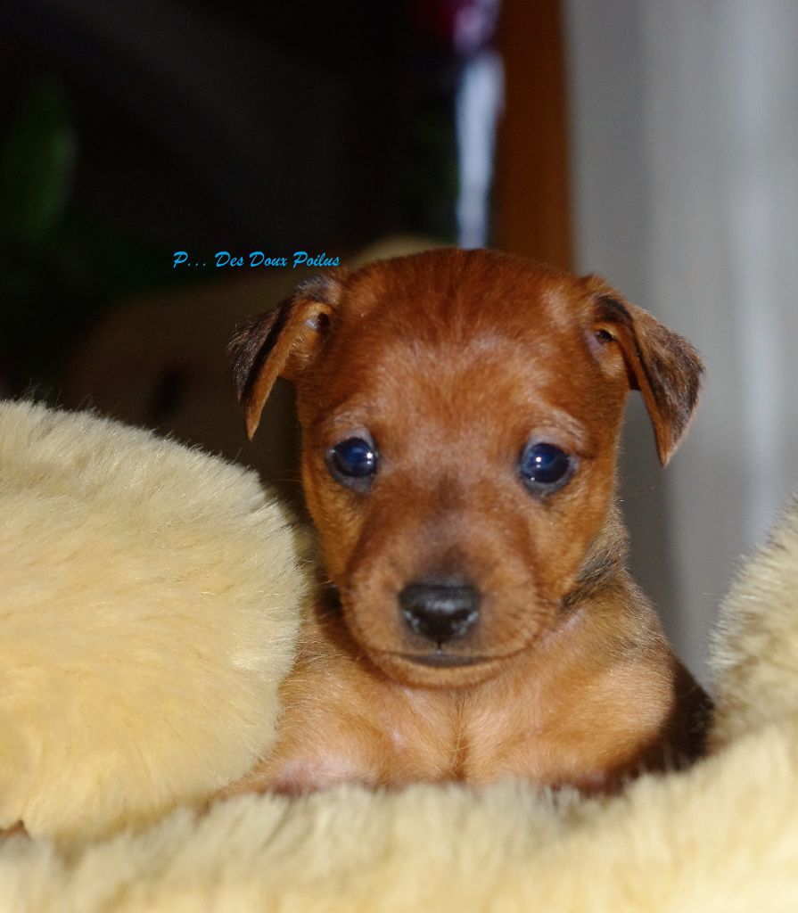 Des Doux Poilus - Pinscher nain - Portée née le 01/01/2019