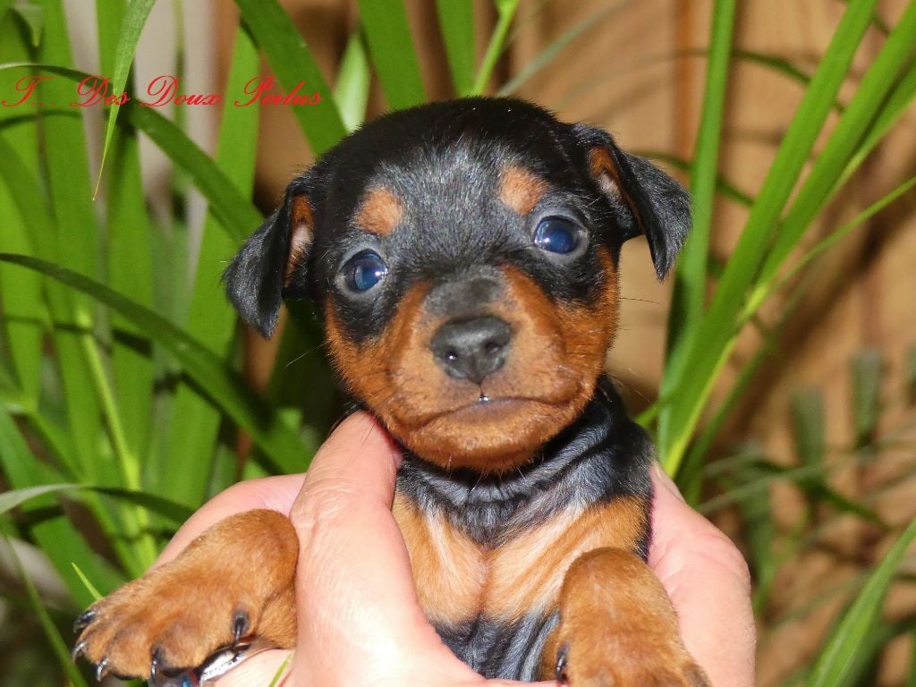 Des Doux Poilus - Pinscher nain - Portée née le 28/04/2022