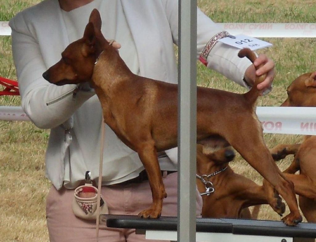 Des Doux Poilus - Pinscher nain - Portée née le 21/08/2016