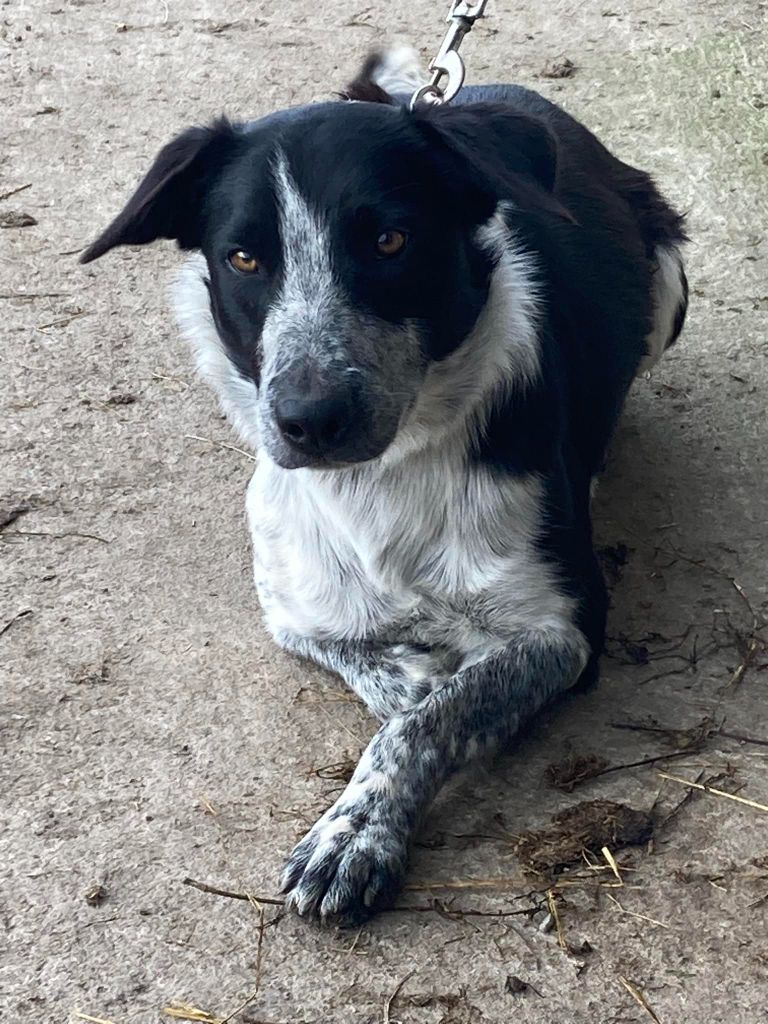 Des Winds Of Eole - Chiots disponibles - Border Collie