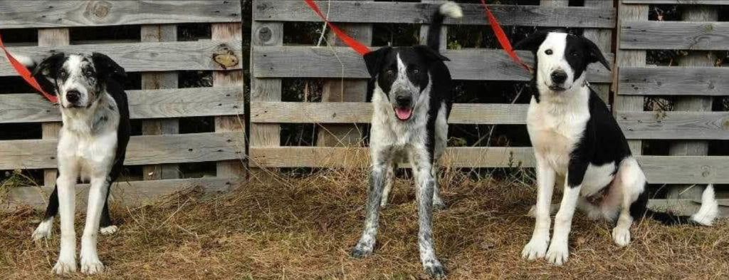 Chiot Border Collie Des Winds Of Eole