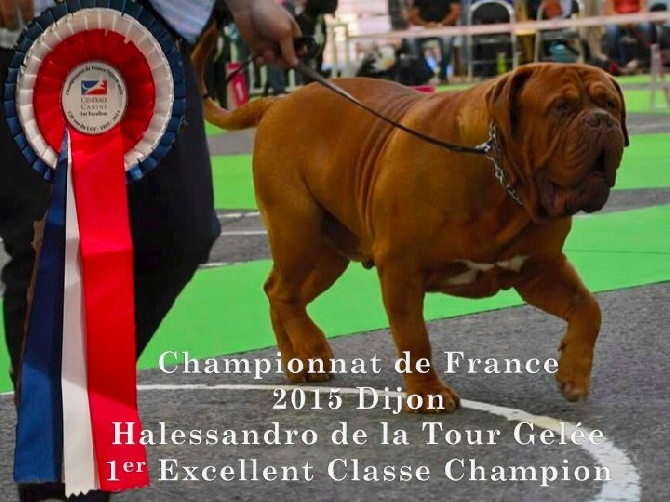 Dogue Force One - Championnat de France 2015 