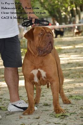 Dogue Force One - 28/07/2013 Le Puy en Velay 