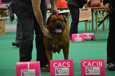 Dogue Force One - Exposition internationale Bourg en Bresse 150214