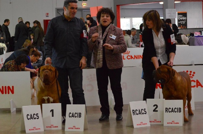 Dogue Force One - Exposition internationale Perpignan