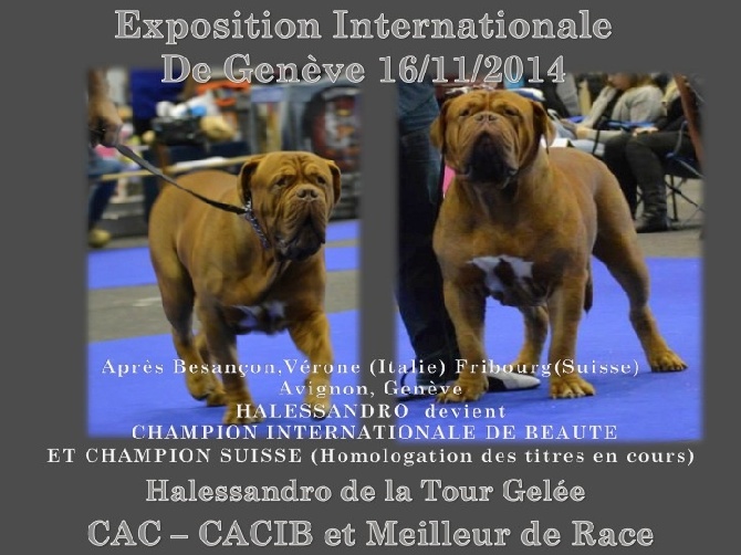 Dogue Force One - Halessandro de la TG Champion IB et Champion Suisse