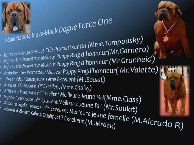 Dogue Force One - Resultats d'Expo 2014 Inaya Black 