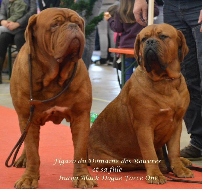 Dogue Force One - Exposition Internationale de Fribourg Suisse