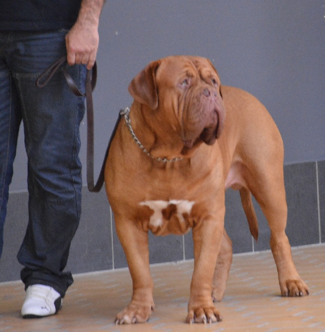 Dogue Force One - Exposition canine internationale avignon