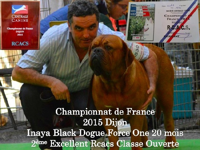 Dogue Force One - Championnat de France 2015 Dijon