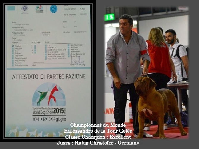 Dogue Force One - Championnat du Monde 2015 Milan