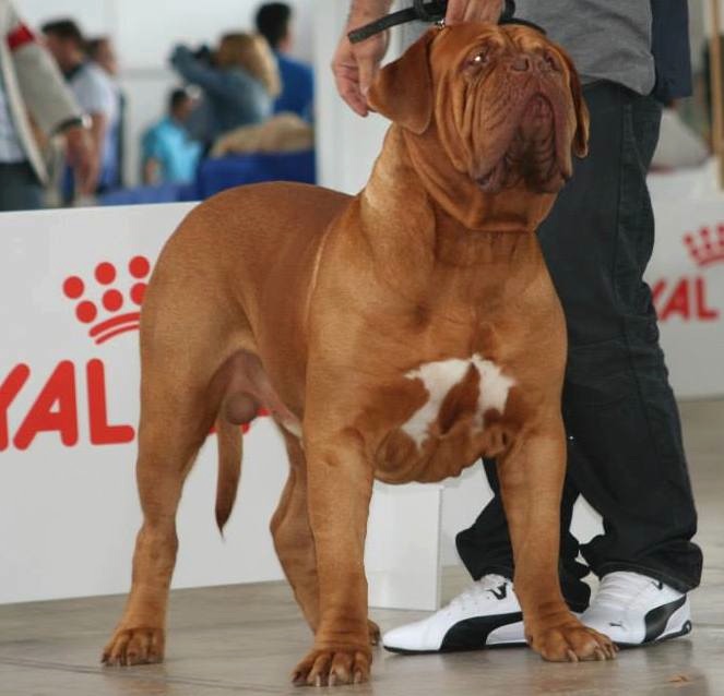 Dogue Force One - Halessandro disponible pour saillie