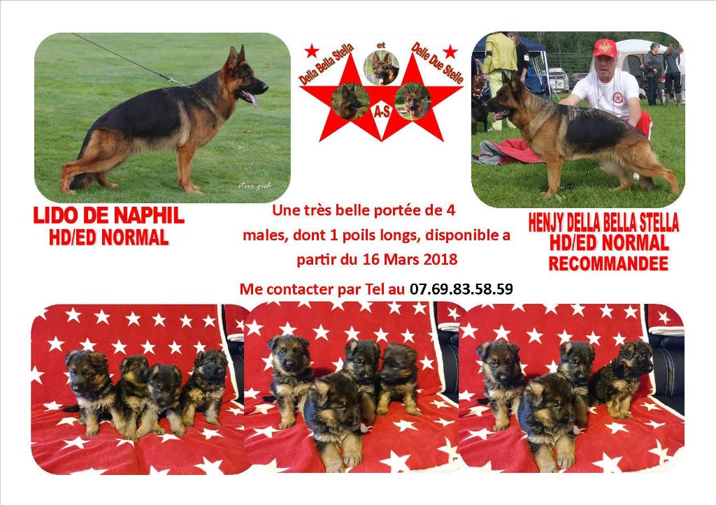 A RESERVER 4 CHIOTS MALES BERGER ALLEMAND LOF DONT UN POILS LONGS