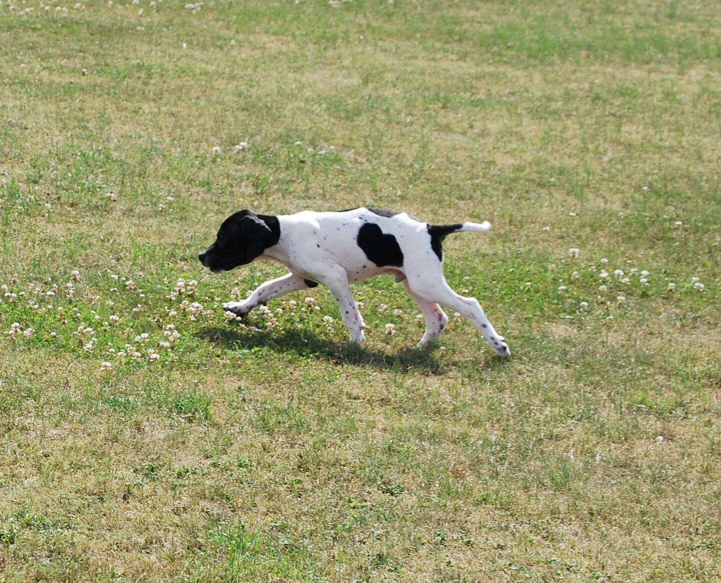 Des Plaines Du Pont Logis - Chiots disponibles - Pointer