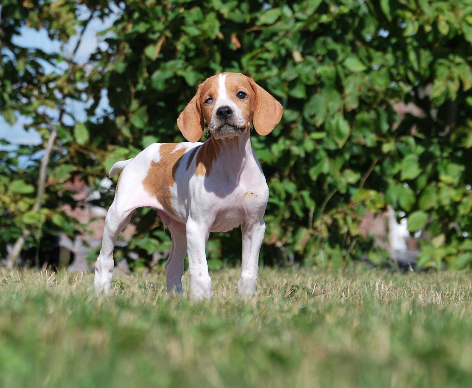 Des Plaines Du Pont Logis - Chiots disponibles - Pointer