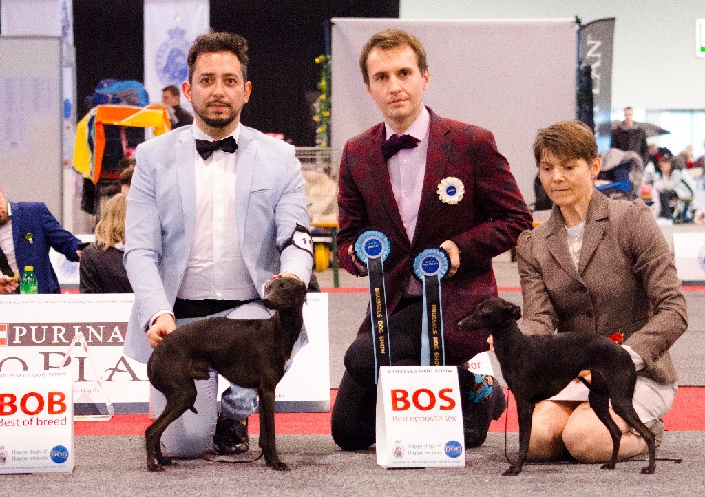 De La Squadra D'Elite - Brussels Dog Show 2018