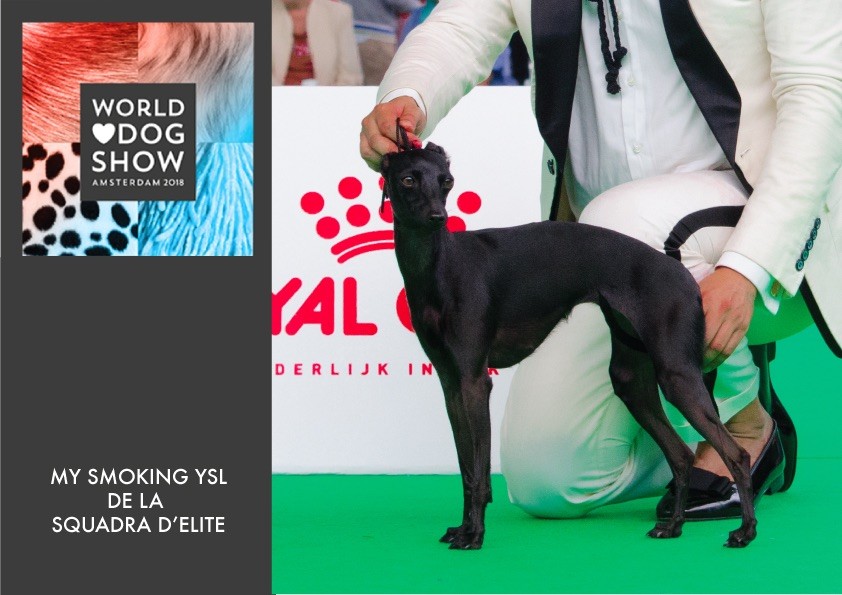 De La Squadra D'Elite - World Dog Show Amsterdam 