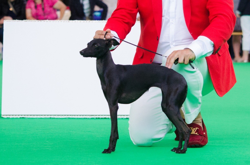 De La Squadra D'Elite - Euro Sighthound 2018 Amsterdam