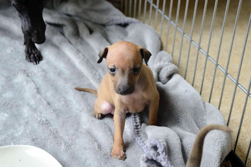 Chiot Petit Levrier Italien De La Squadra D'Elite