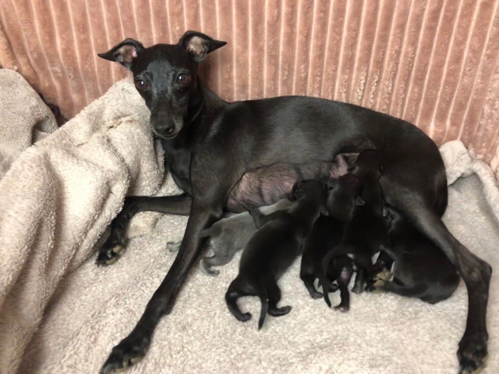 Chiot Petit Levrier Italien De La Squadra D'Elite