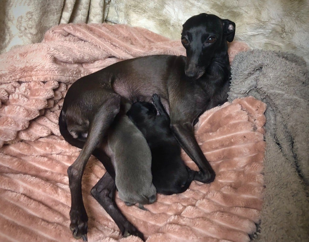 Chiot Petit Levrier Italien De La Squadra D'Elite