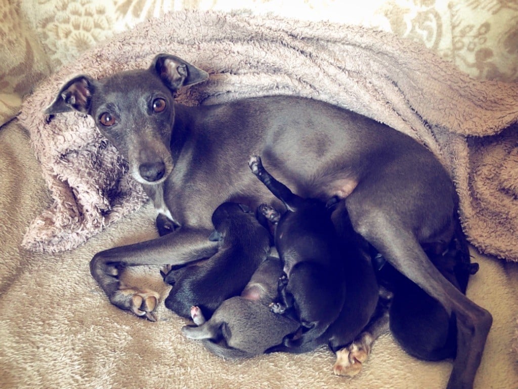 Chiot Petit Levrier Italien De La Squadra D'Elite