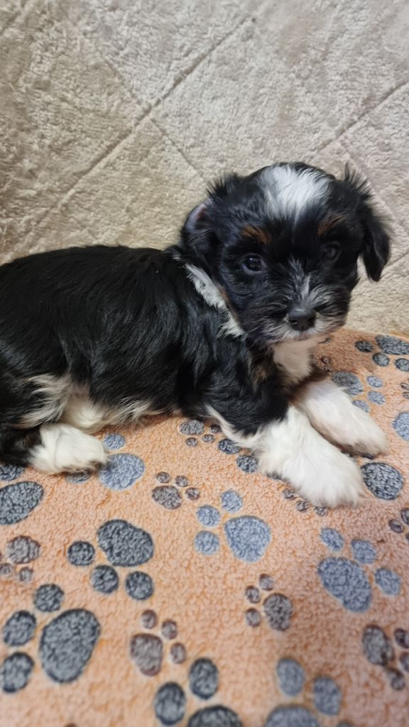 Du Rocher De La Haute Vilaine - Chiots disponibles - Bichon Havanais