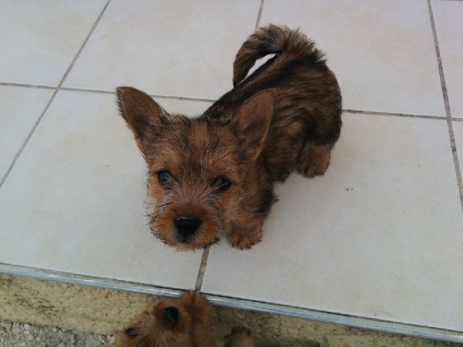 Du Ranc D'Uzege - MAGNIFIQUES CHIOT NORWICH TERRIER