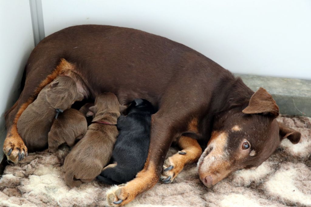 Chiot Terrier de chasse allemand De Pech & Catmalou